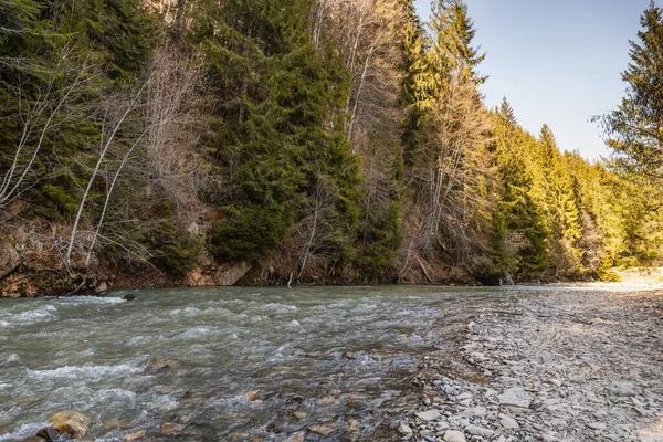 Fiume di montagna e bosco di abeti rossi alla luce del giorno — Foto stock