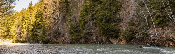 Pine trees with sunlight near river, banner — Stock Photo