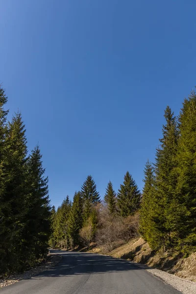 Порожня дорога в хвойних лісах з синім небом на задньому плані. — стокове фото