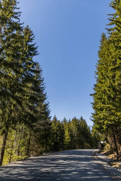 Порожня дорога з тінями у вічнозеленому лісі — стокове фото