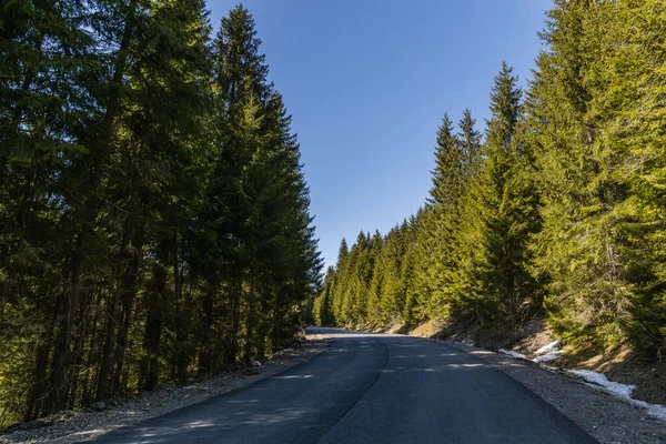 Floresta de coníferas e estrada vazia com céu azul no fundo — Fotografia de Stock