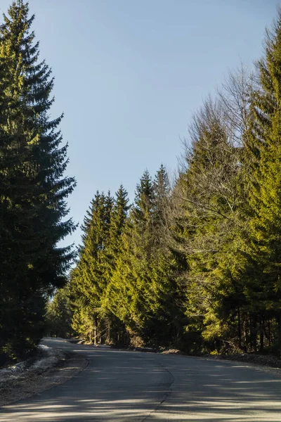 Fir trees and empty road at daylight — стоковое фото