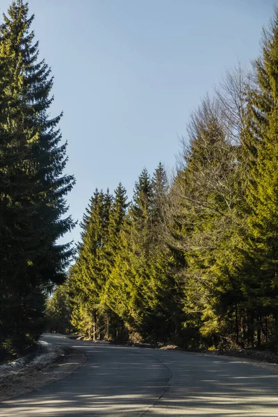 Tannen und leere Straße bei Tageslicht — Stockfoto