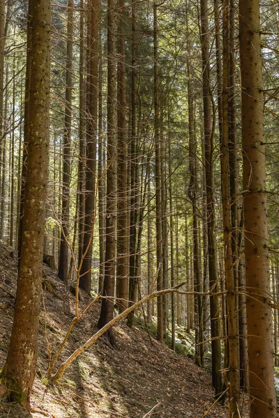 Grands sapins sur la colline de montagne avec la lumière du soleil — Photo de stock