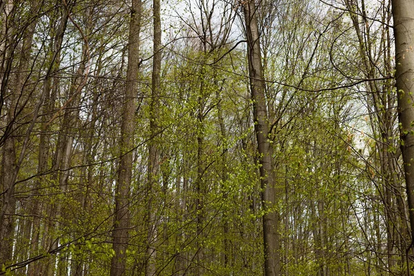 Tall trees in spring forest — Stock Photo