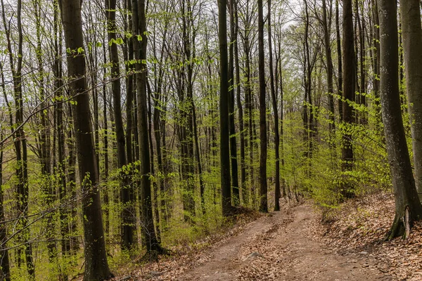 Грязная дорога между деревьями в весеннем лесу — стоковое фото