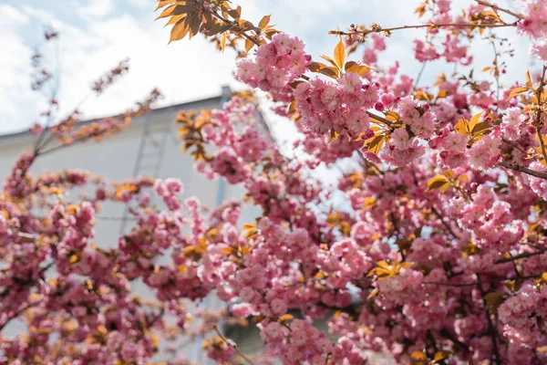 Low angle view of blooming and pink cherry tree near building — Stock Photo