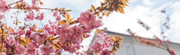 Low angle view of blooming and pink cherry tree near building, banner — Stock Photo