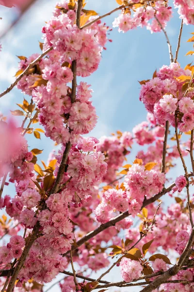 Vue à angle bas de la floraison et cerisier rose contre le ciel bleu — Photo de stock