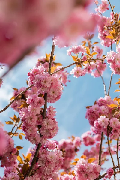 Вид знизу квітучого і рожевого вишневого дерева з розмитим переднім планом — стокове фото