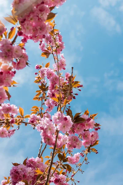 Vue du bas de la floraison et cerisier japonais contre le ciel bleu — Photo de stock