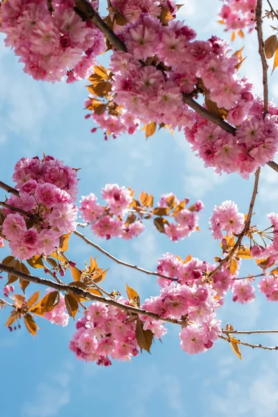 Vue du bas de la floraison et cerisier rose contre le ciel bleu — Photo de stock