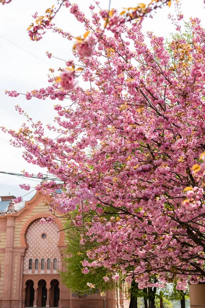 Blooming and pink japanese cherry tree near building — Stock Photo