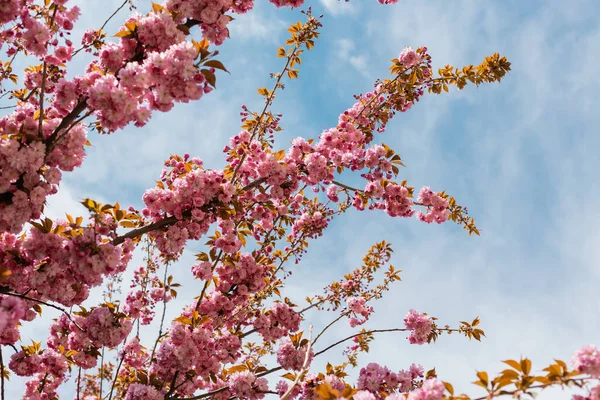 Vista inferior de flores florescendo na árvore de cereja rosa contra o céu azul — Fotografia de Stock