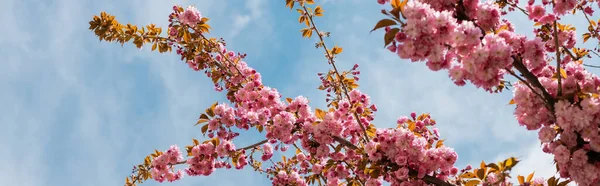 Bottom view of blooming flowers on pink cherry tree against blue sky, banner — Stock Photo