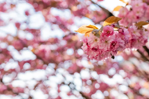 Blooming flowers on pink cherry tree with blurred background — Stock Photo