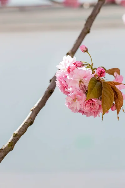 Close up of blooming flowers on branch of cherry tree — Stock Photo