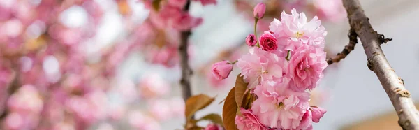 Close up of blooming flowers on twig of cherry tree, banner — Stock Photo