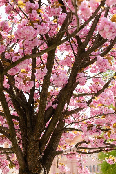 Fleurs roses en fleurs sur les branches de cerisier — Photo de stock