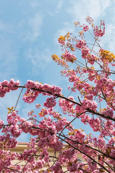 Fleurs roses en fleurs sur les branches de cerisier contre le ciel — Photo de stock