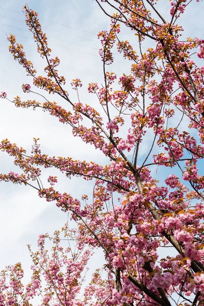 Flores rosadas florecientes en ramas de cerezo contra el cielo - foto de stock