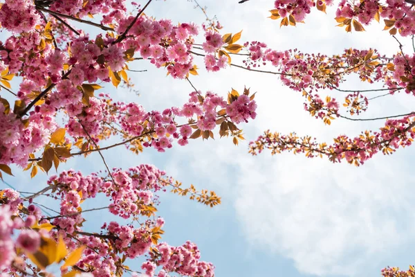 Vista inferior de flores rosa florescendo em ramos de cerejeira contra o céu — Fotografia de Stock