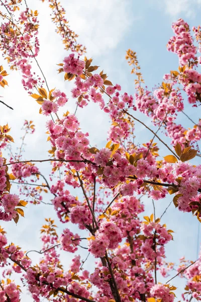 Vista inferior de flores cor de rosa em ramos de árvore de cereja florescente contra o céu — Fotografia de Stock