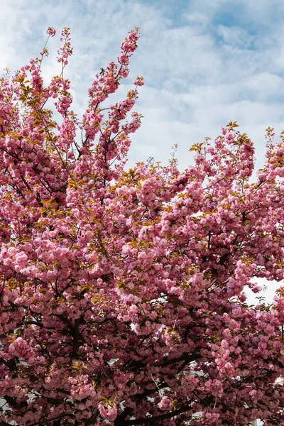 Fleurs roses sur les branches de cerisier en fleurs contre le ciel — Photo de stock