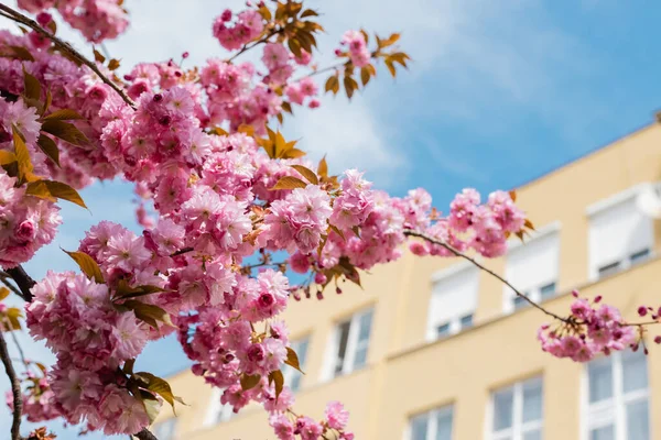 Fleurs roses en fleurs sur les branches de cerisier contre le ciel et la construction — Photo de stock