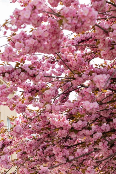 Pink flowers on branches of blooming japanese cherry tree — Stock Photo