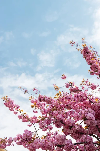 Flores rosa florescendo em ramos de árvore de cereja contra o céu com nuvens — Fotografia de Stock