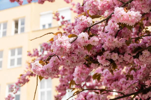 Blooming pink flowers on branches of cherry tree against blurred building — Stock Photo