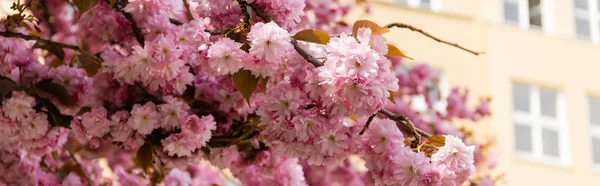 Blossoming pink flowers on branches of cherry tree, banner — Stock Photo