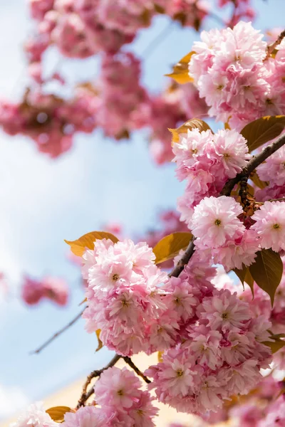 Perto de flores rosa florescentes em ramos de árvore de cereja — Fotografia de Stock