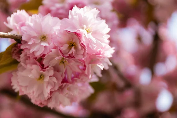 Macro photo of blossoming pink flowers of cherry tree — Stock Photo