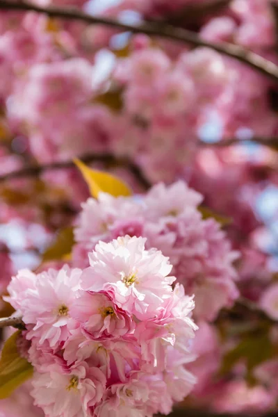 Macro photo of blooming pink flowers of cherry tree — Stock Photo