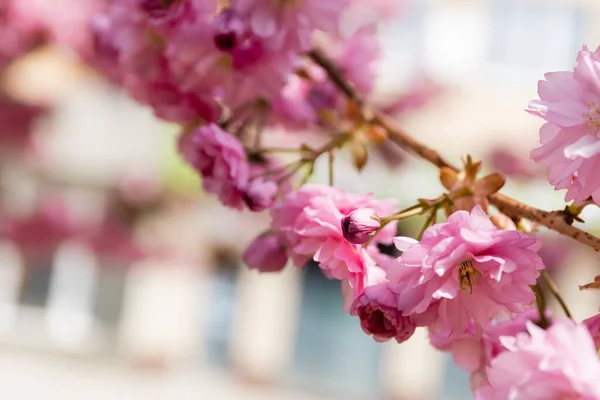 Macro photo of blooming pink flowers on branch of cherry tree — Stock Photo