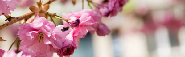 Macro photo of blooming pink flowers on branch of cherry tree, banner — Stock Photo