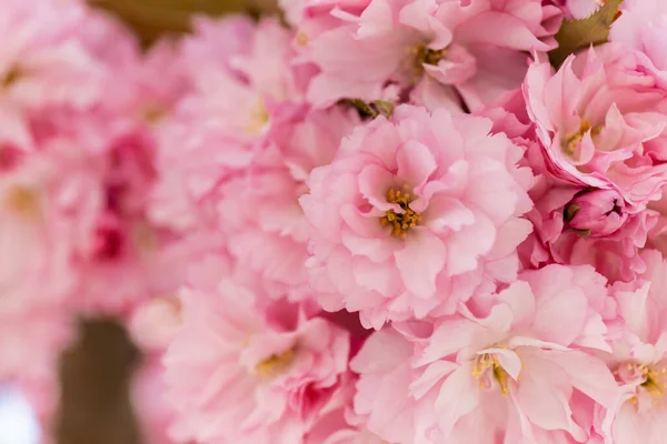 Close up view of blossoming pink flowers of cherry tree — Stock Photo