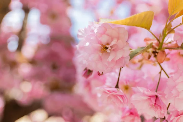 Close up view of blossoming pink flowers of aromatic cherry tree — Stock Photo