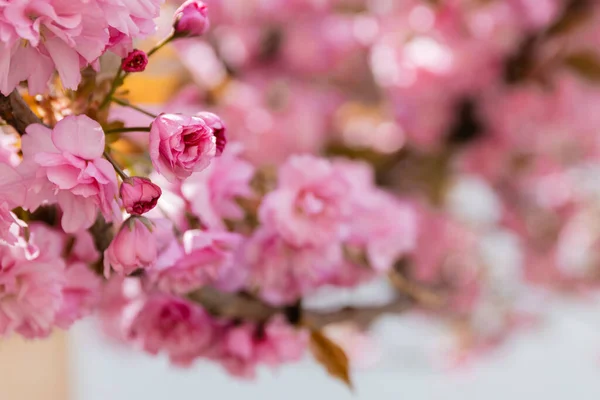 Vue rapprochée de fleurs roses de cerisier aromatique dans le parc — Photo de stock