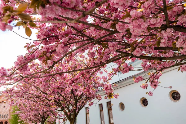 Vue à angle bas des branches de fleurs roses en fleurs sur le cerisier près du bâtiment — Photo de stock