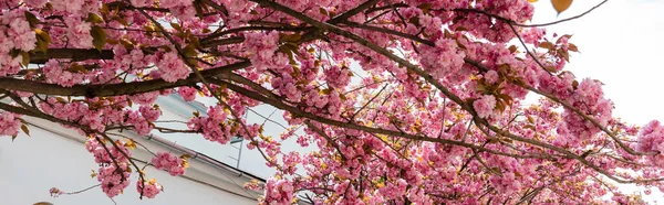 Floraison et fleurs roses sur les branches de sakura, bannière — Photo de stock