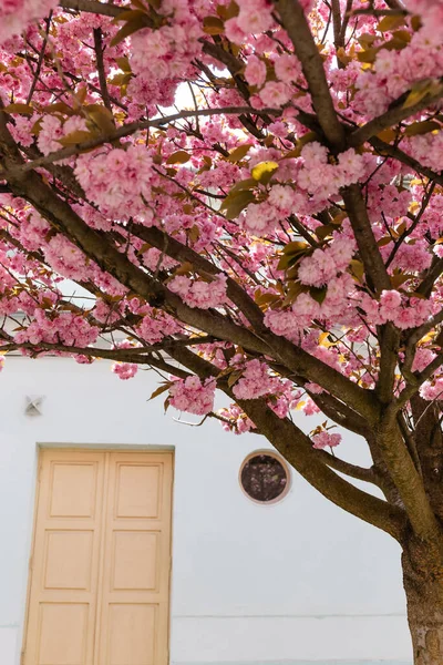 Branches of blossoming pink flowers on cherry tree near building — Stock Photo