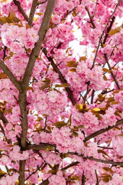 Branches of blossoming pink flowers on cherry tree — Stock Photo