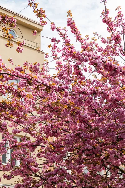 Vue à angle bas des branches avec des fleurs roses en fleurs sur le cerisier près du bâtiment — Photo de stock