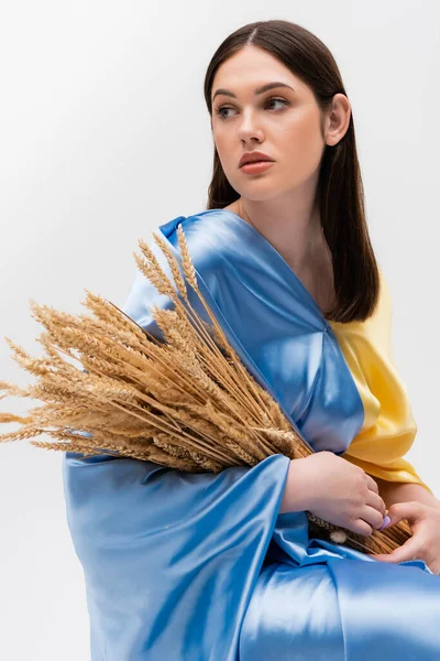 Morena joven ucraniana cubierta con bandera azul y amarilla sosteniendo espiguillas de trigo aisladas en gris - foto de stock