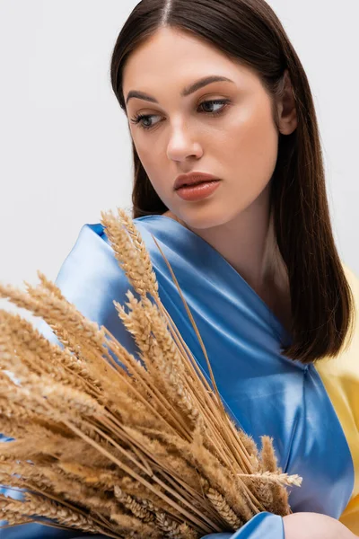 Bonita mujer ucraniana cubierta con bandera azul y amarilla sosteniendo espiguillas de trigo aisladas en gris - foto de stock