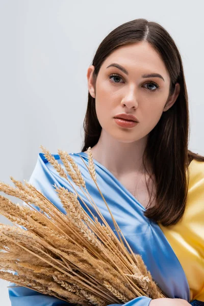 Pretty ukrainian woman covered with blue and yellow flag holding wheat isolated on grey — Stock Photo