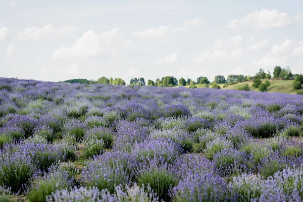 Meadow with flowering lavender under cloudy sky — Photo de stock